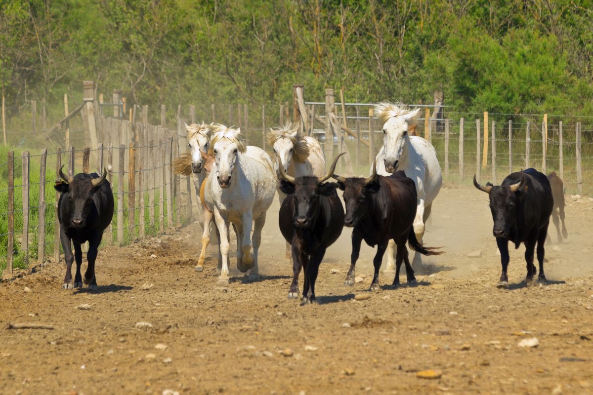 Offrez-vous un moment hors du temps dans une manade d’exception en Camargue