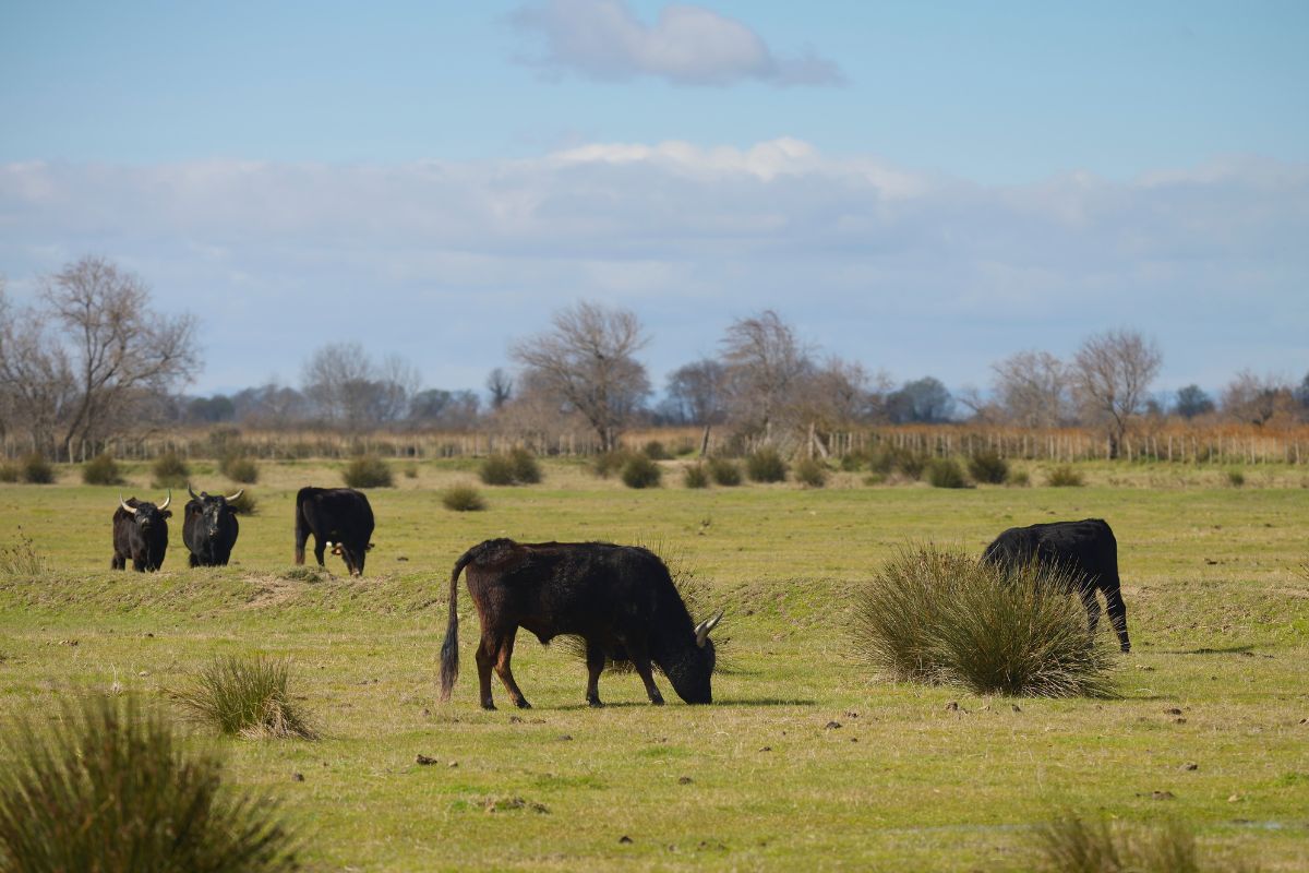 Offrez-vous un moment hors du temps dans une manade d’exception en Camargue