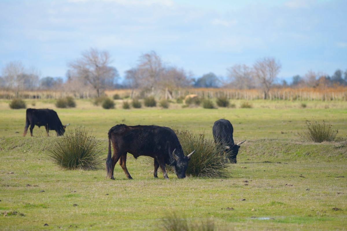 Offrez-vous un moment hors du temps dans une manade d’exception en Camargue