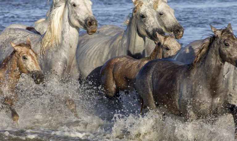 Offrez-vous un moment hors du temps dans une manade d’exception en Camargue