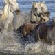 Offrez-vous un moment hors du temps dans une manade d’exception en Camargue