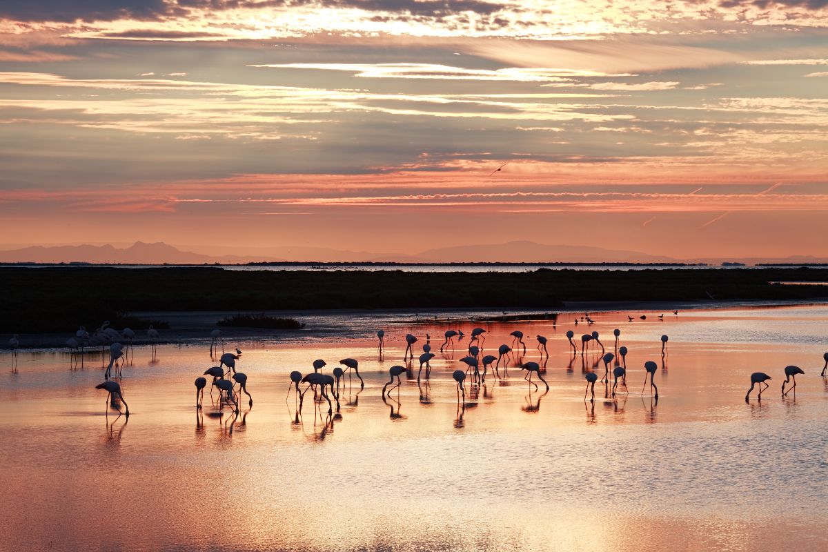Les 6 meilleurs endroits cachés pour découvrir les Flamants Roses de la Camargue en 2025
