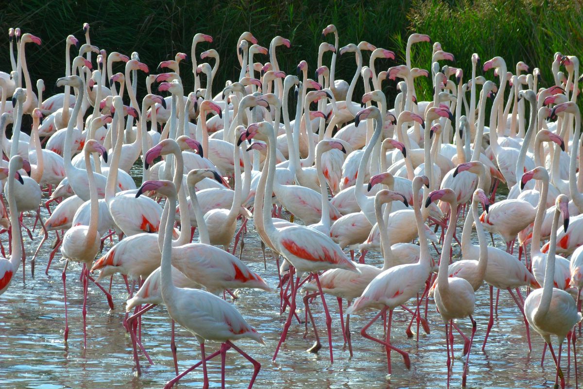 Les 6 meilleurs endroits cachés pour découvrir les Flamants Roses de la Camargue en 2025