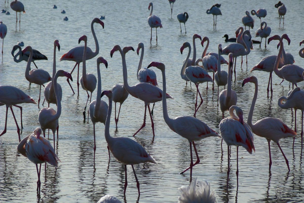 Les 6 meilleurs endroits cachés pour découvrir les Flamants Roses de la Camargue en 2025