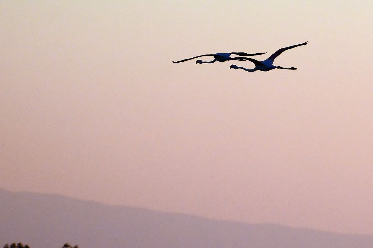 Les 6 meilleurs endroits cachés pour découvrir les Flamants Roses de la Camargue en 2025