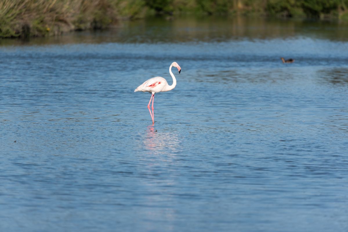 Les 6 meilleurs endroits cachés pour découvrir les Flamants Roses de la Camargue en 2025
