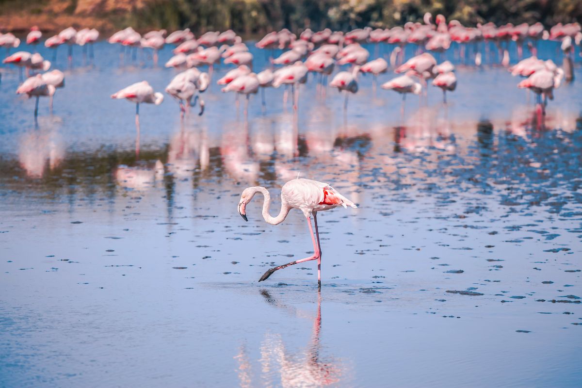 Les 6 meilleurs endroits cachés pour découvrir les Flamants Roses de la Camargue en 2025