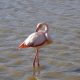Les 6 meilleurs endroits cachés pour découvrir les Flamants Roses de la Camargue en 2025
