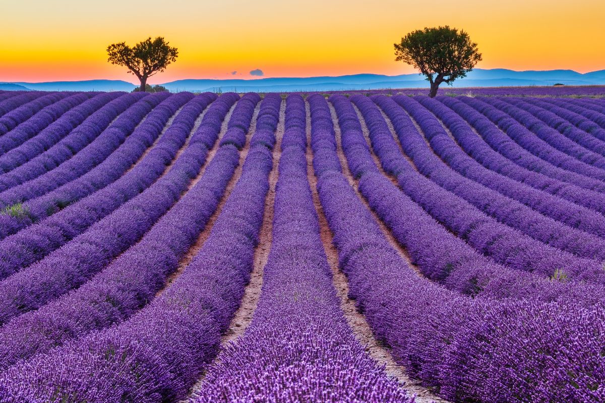 Les 7 lieux les plus instagrammables de Provence en 2025