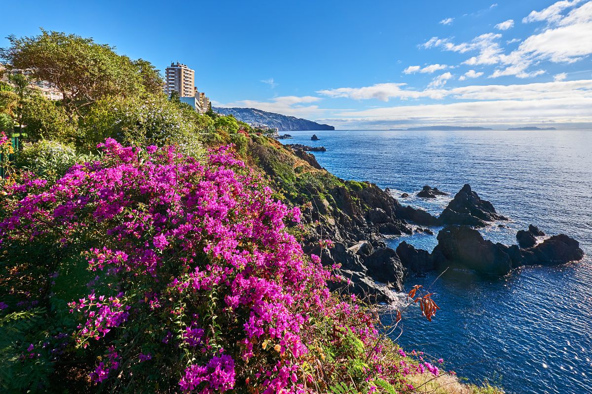 Madère ou Tenerife : Quel choix pour ses vacances 2025 ?