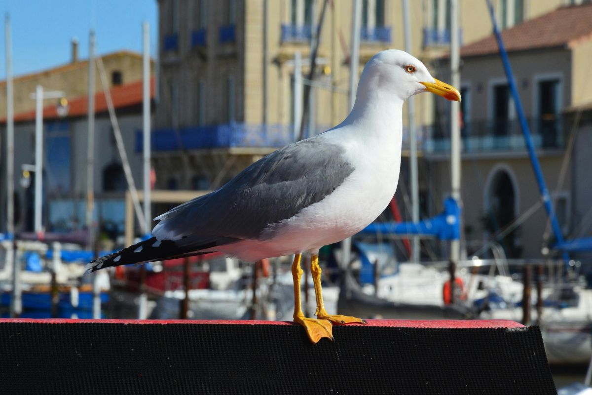 Marseillan