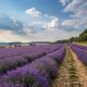 champs de lavandes