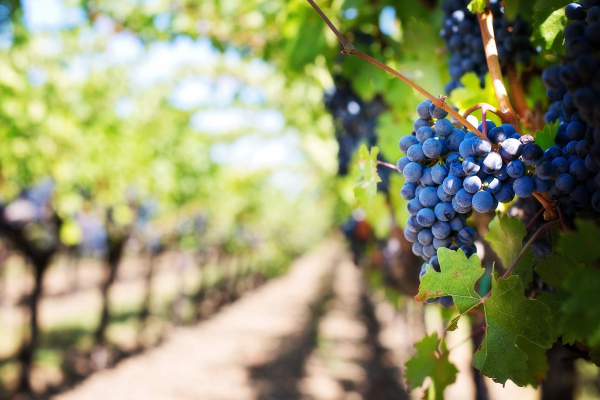 Vignobles La Garde Adhemar