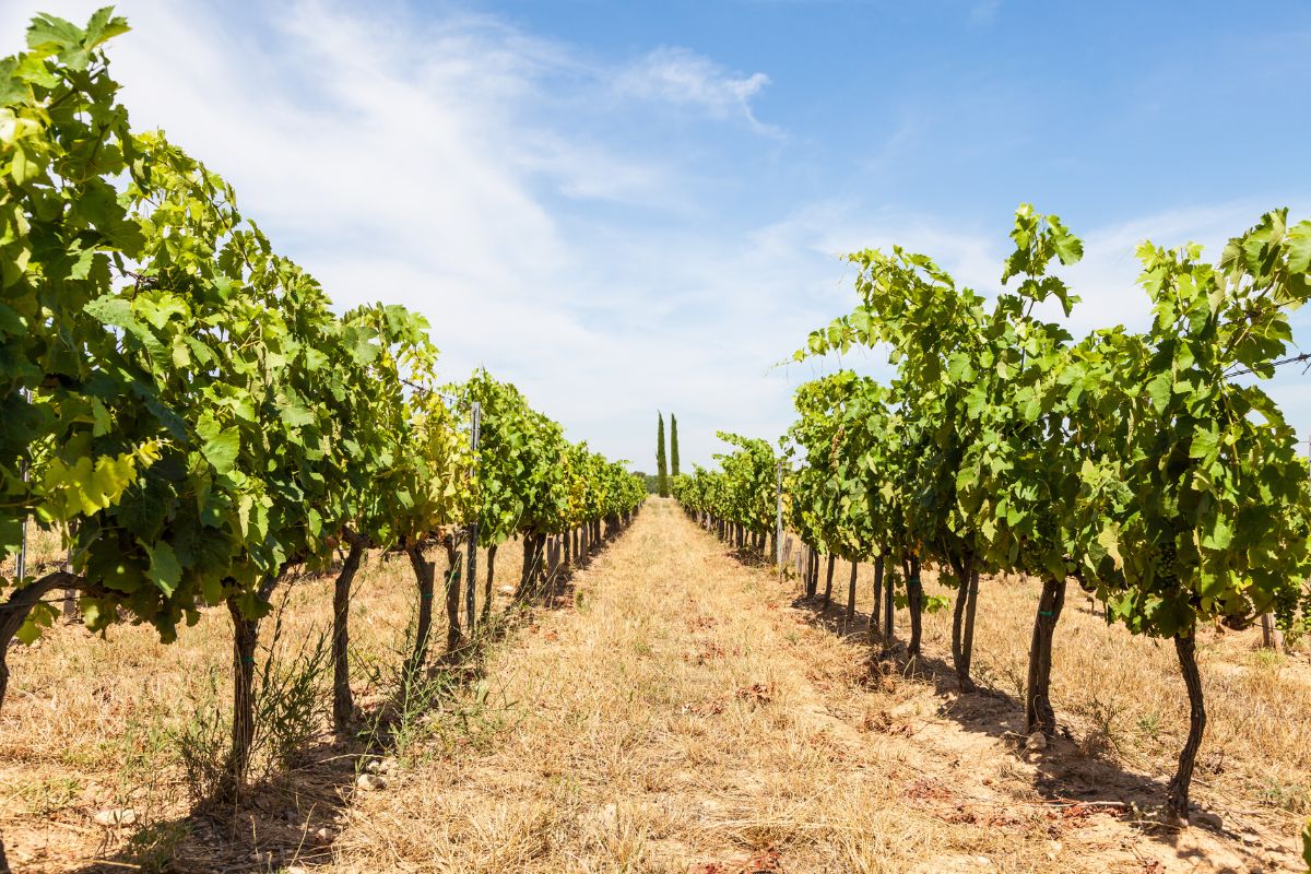 Cadière-d'Azur vignes