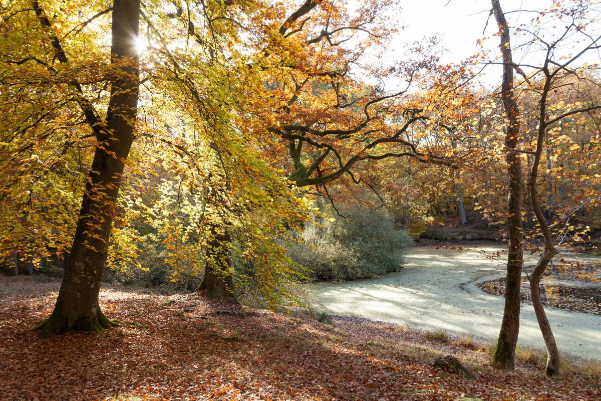 forêt rambouillet