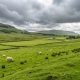 Ecosse