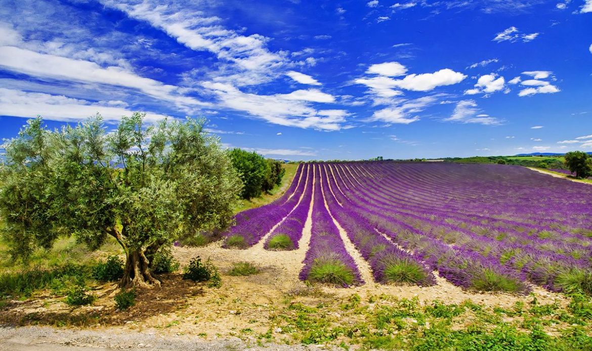 Sowell Domaine de la Petite Isle 4*