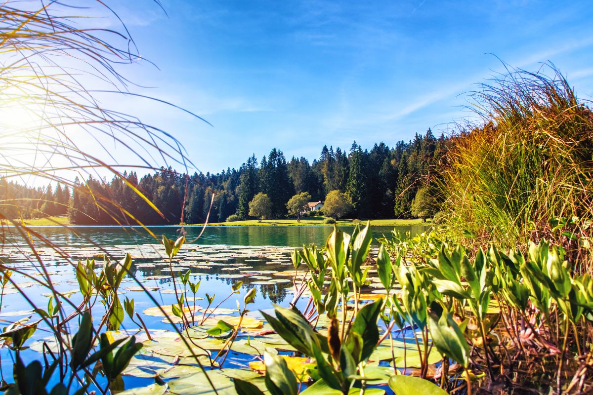 lac Genin