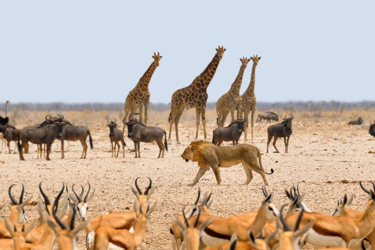 namibie-ou-afrique-du-sud (8)