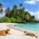 Cette île est habitée uniquement… par des chats !